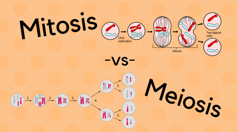 Difference Between Mitosis And Meiosis Science Trends