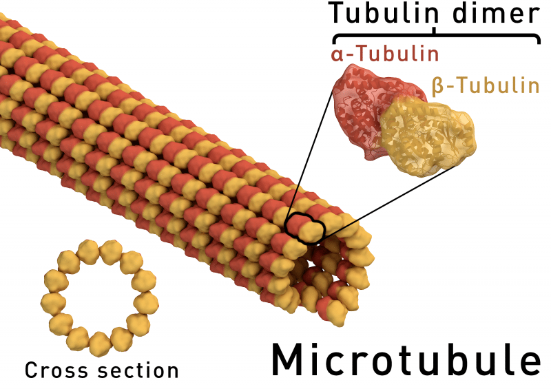 Examples Of Proteins In Food And Biology Science Trends