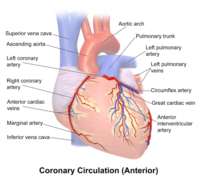 Heart Diagram Fully Labeled