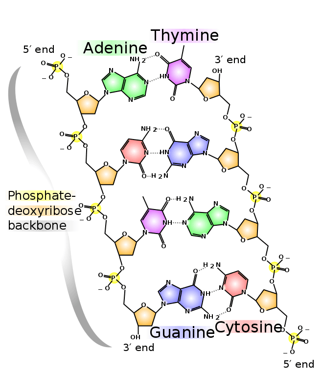 5 Examples Of Nucleic Acids For Biology Class Science Trends