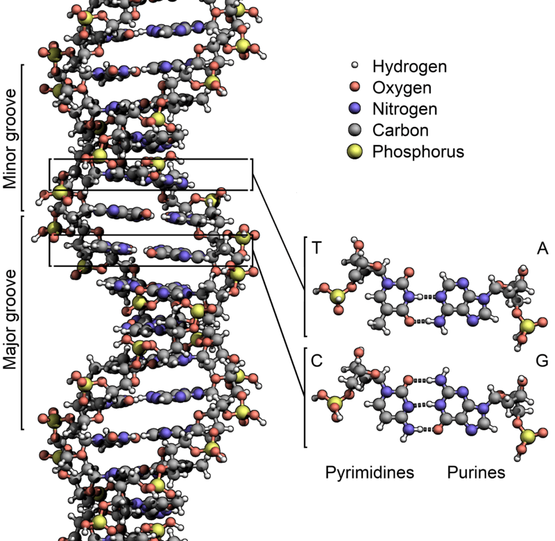 What Are The Polymers Of Nucleic Acids Science Trends