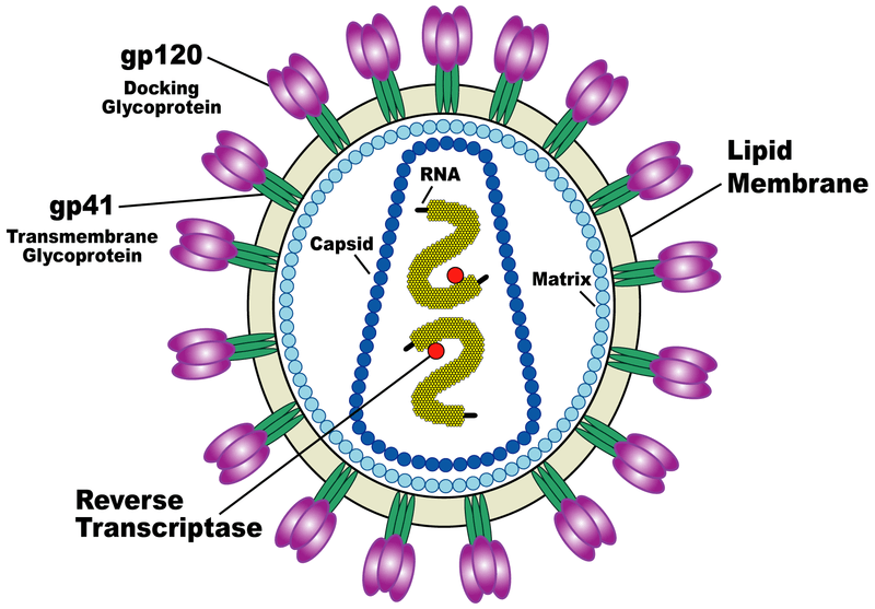 100 Million Year Old Virus Found In The Blood Of Pregnant Women ...