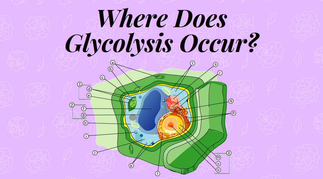 Where Does Glycolysis Take Place In A Cell? Science Trends