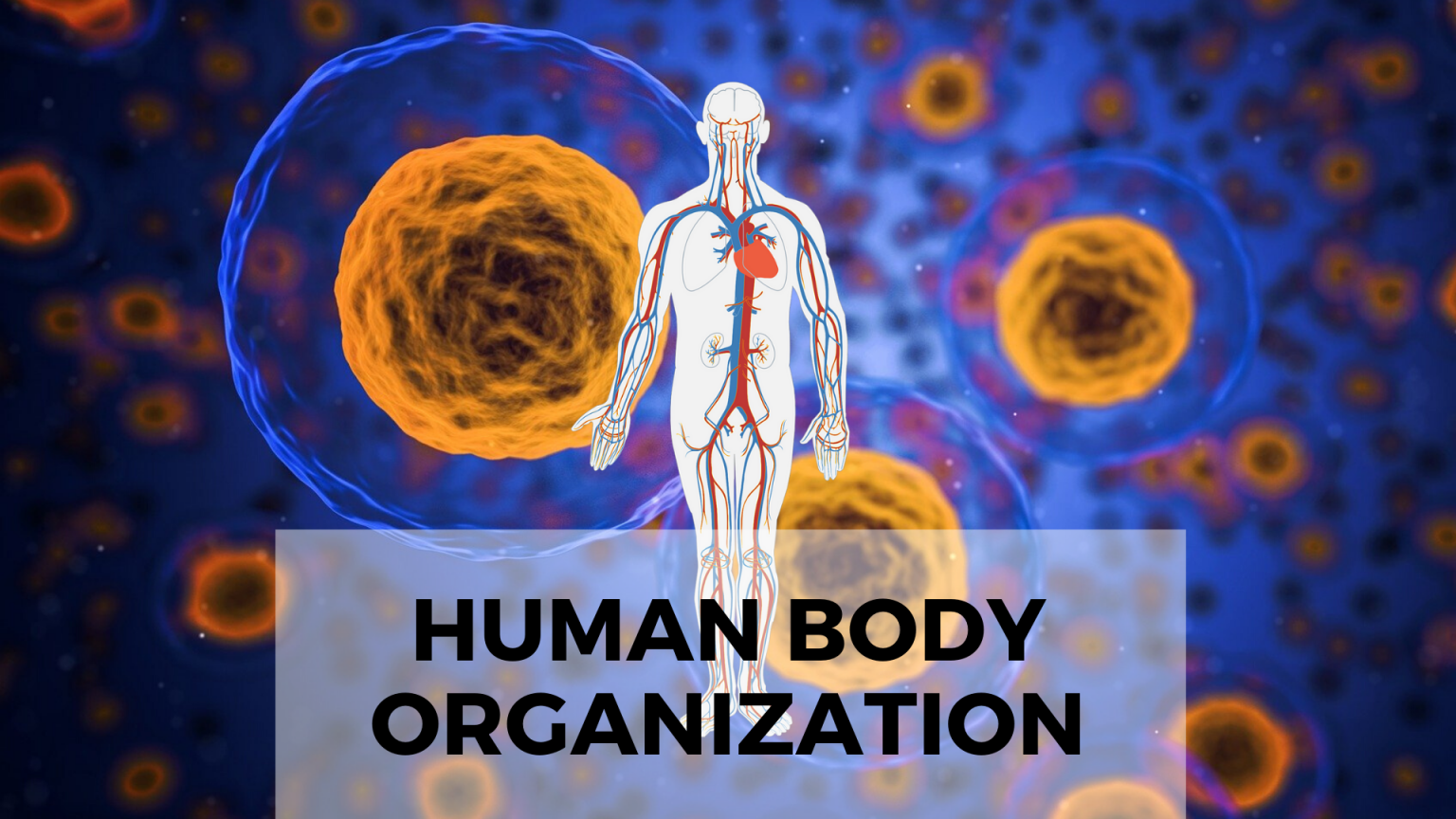 The Levels Of Biological Organization How The Body Is Organized Science Trends
