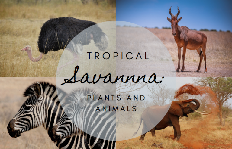 Tropical Savanna: Animals Plants & Climate - Science Trends