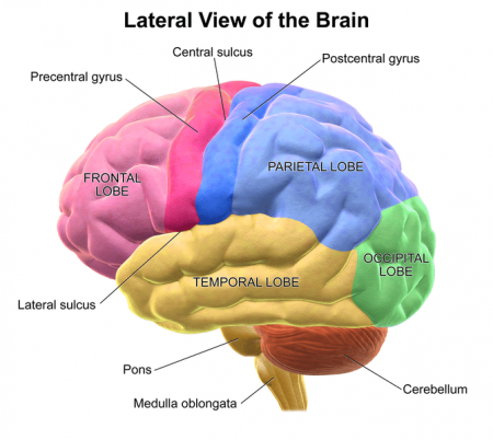 Cerebrum: Function Of The Largest Part Of The Human Brain | Science Trends