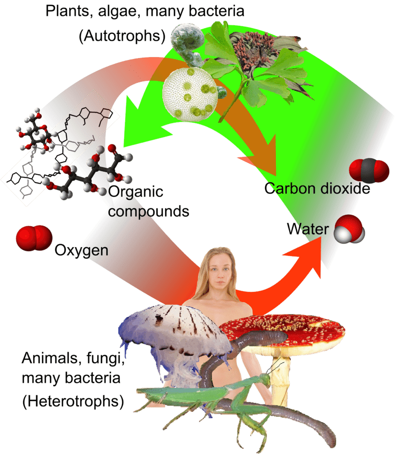 Autotroph Vs Heterotroph The Difference Science Trends