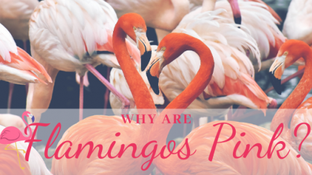 Why Are Flamingos Pink Science Trends