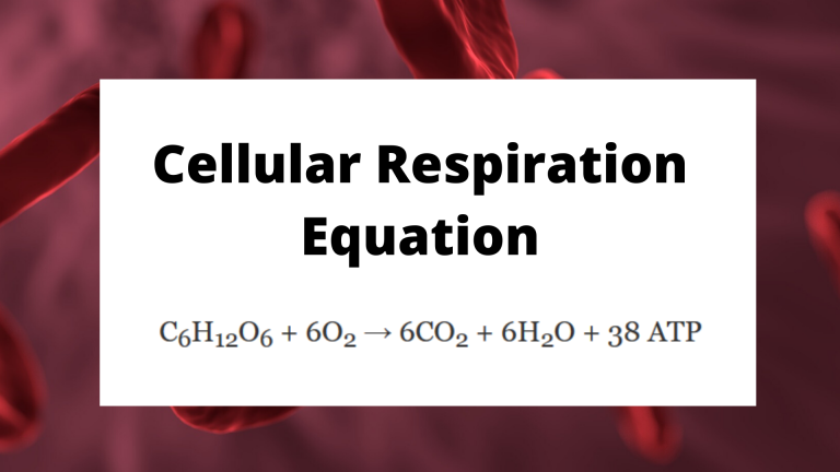 What Is The Chemical Equation For Cellular Respiration In Plants