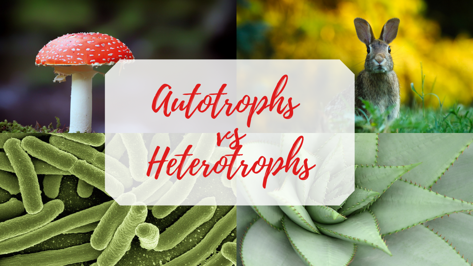 Autotroph Vs Heterotroph The Difference Science Trends 1706