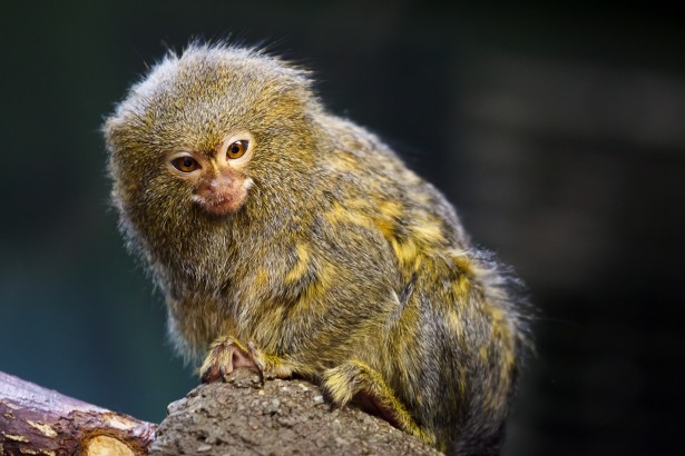 Pygmy Marmoset: The World's Cutest Pet Or Best Left Wild? | Science Trends