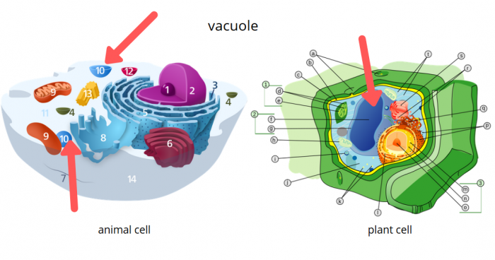 Difference Between Plant And Animal Cells Science Trends