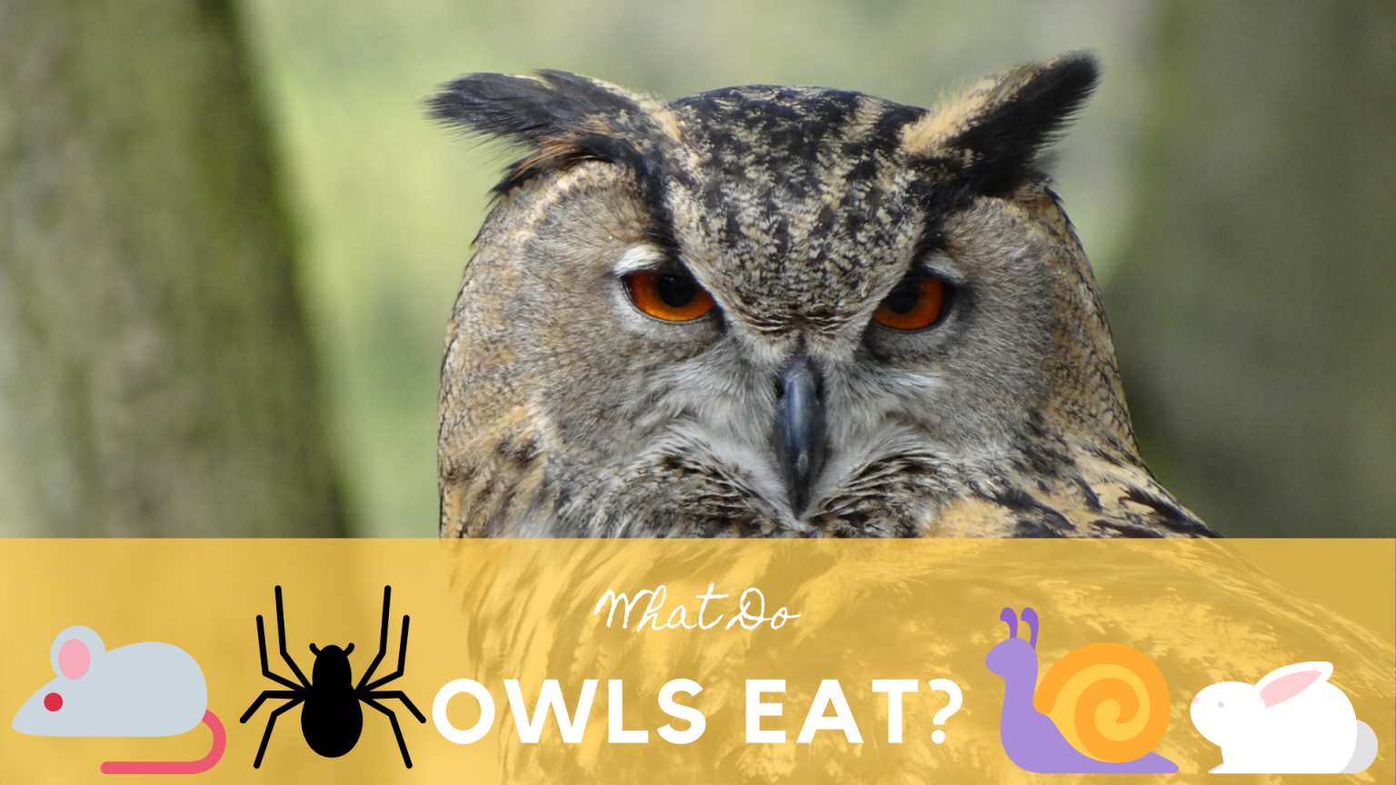 What Do Owls Eat? Science Trends