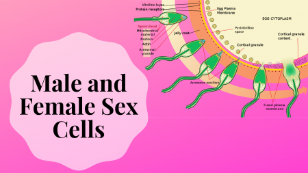 Female And Male Gamete Cells: Called Sex Cells - Science Trends