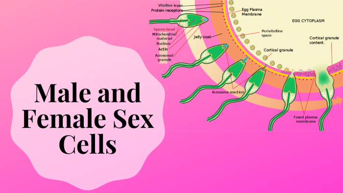 Female And Male Gamete Cells Called Sex Cells Science Trends 