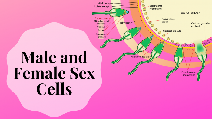 Female And Male Gamete Cells Called Sex Cells Science Trends