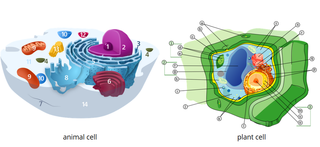 difference of plant and animal cell