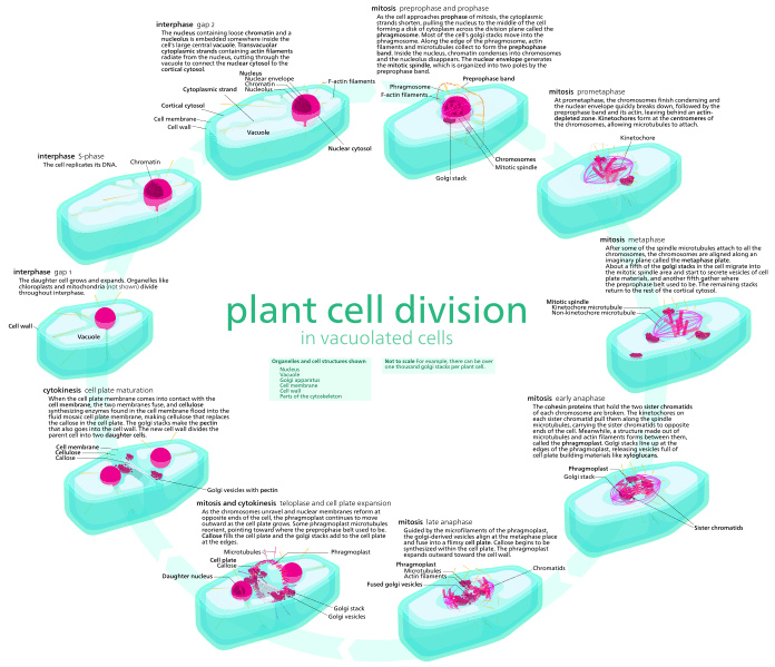 4 stages of mitosis