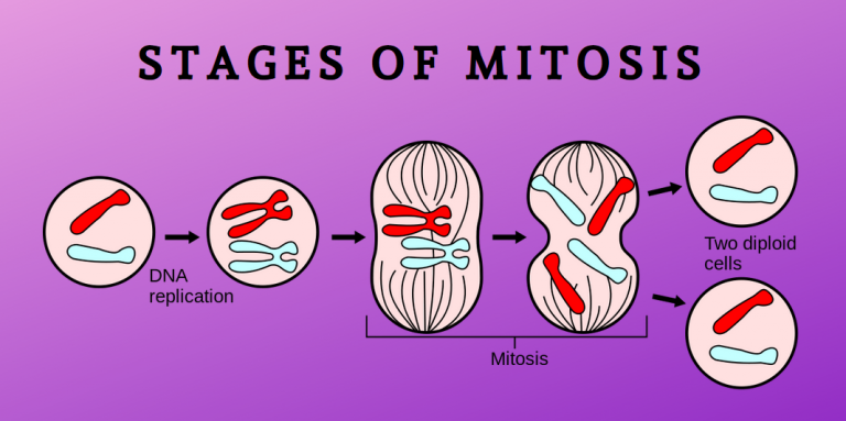 5 stages of mitosis mitosis flip book answers