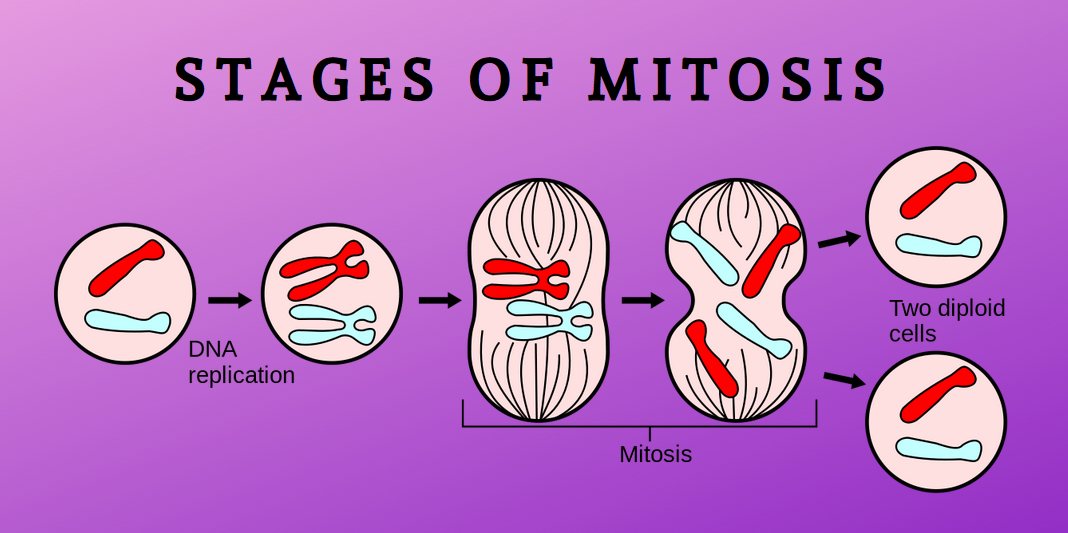 47+ 4 Steps Of Mitosis In Order Background