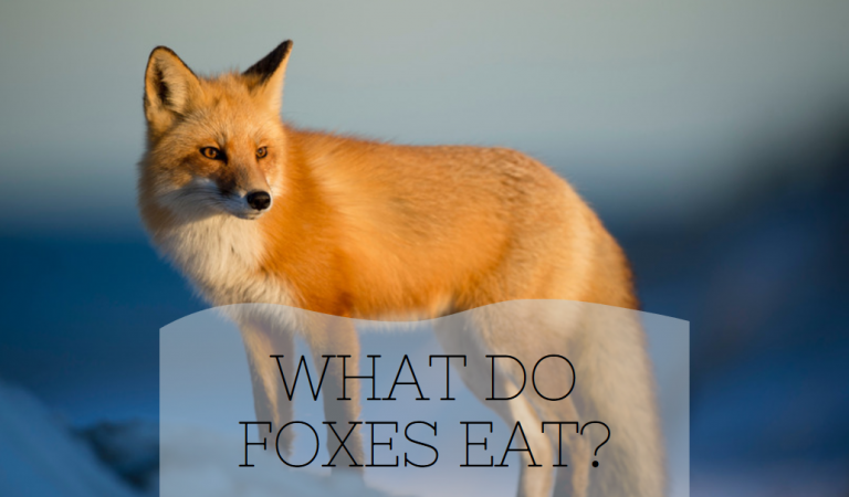 do foxes growl like dogs