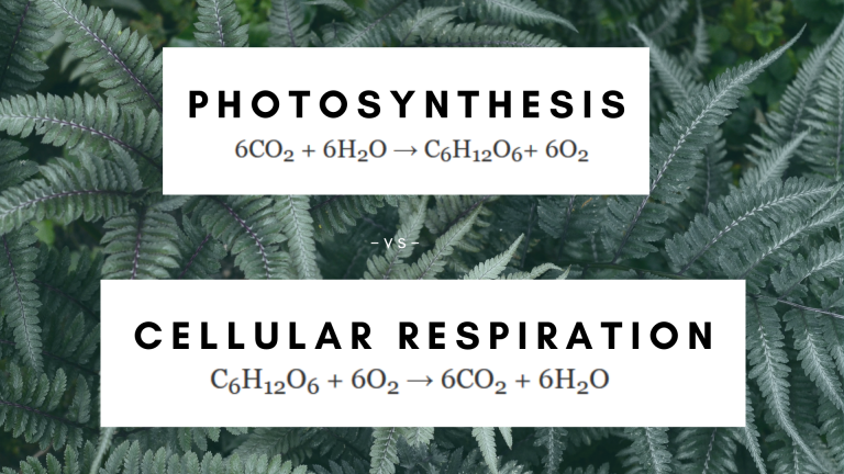 reactants of photosynthesis and cellular respiration