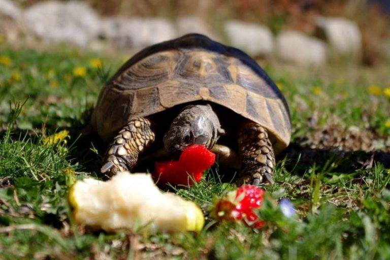 what-do-turtles-eat-science-trends