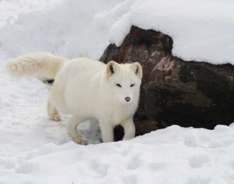 What Do Foxes Eat? - Science Trends