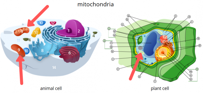 Difference Between Plant And Animal Cells Science Trends