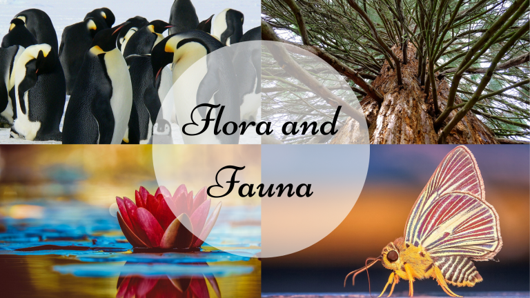 Flora And Fauna Definition And Examples Science Trends