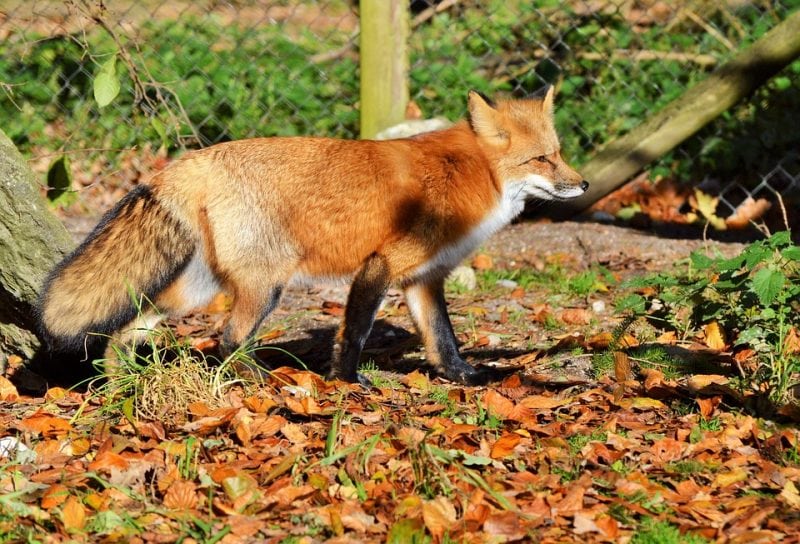 What Do Foxes Eat? - Science Trends