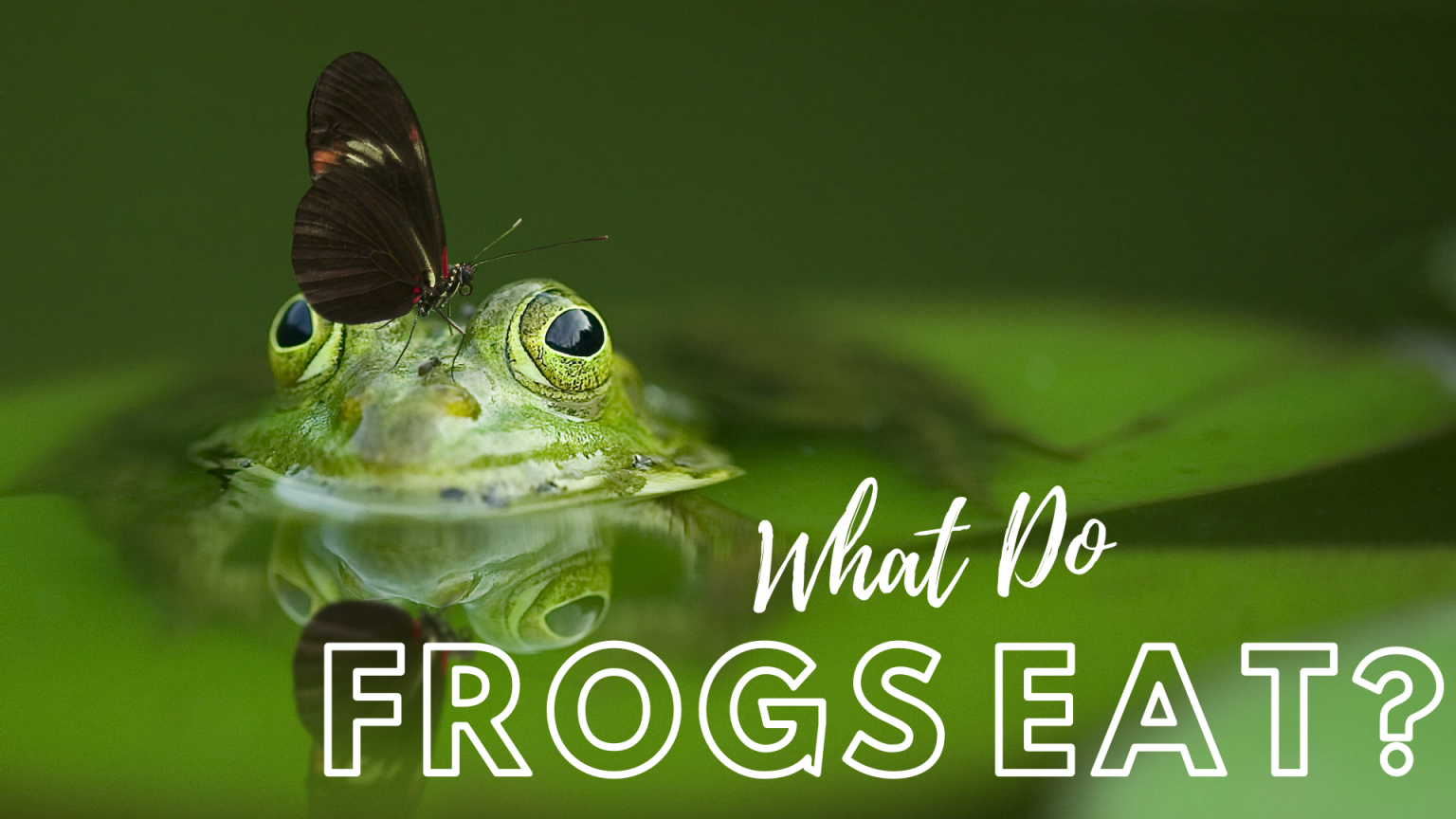 What Do Frogs Eat? - Science Trends