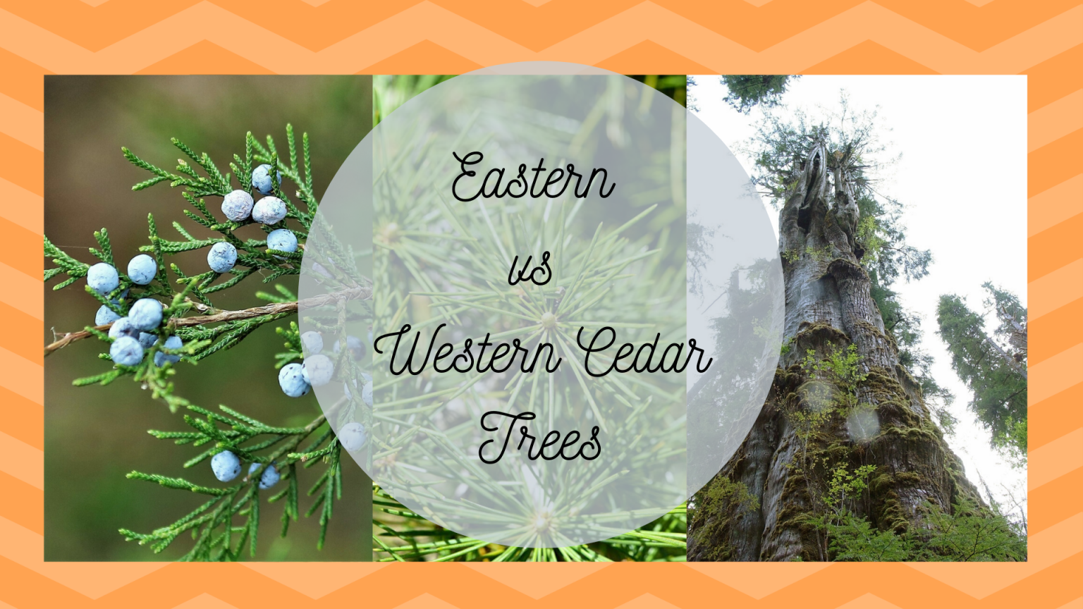 Types Of Cedar Trees Eastern Red Vs. Western Red Science Trends
