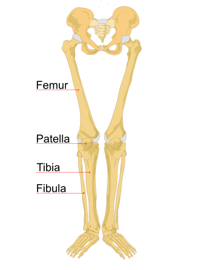 Can You Name The Parts Of A Human Leg? | Science Trends