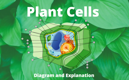 Plant Cell Parts And Functions | Science Trends