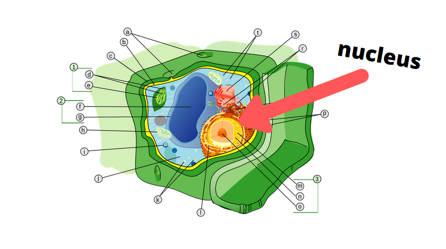 Nucleus Plant Cell Diagram | My XXX Hot Girl