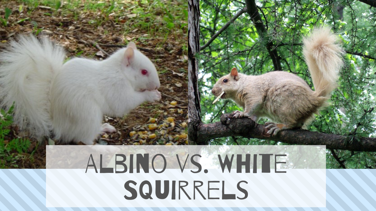 stuffed albino squirrel