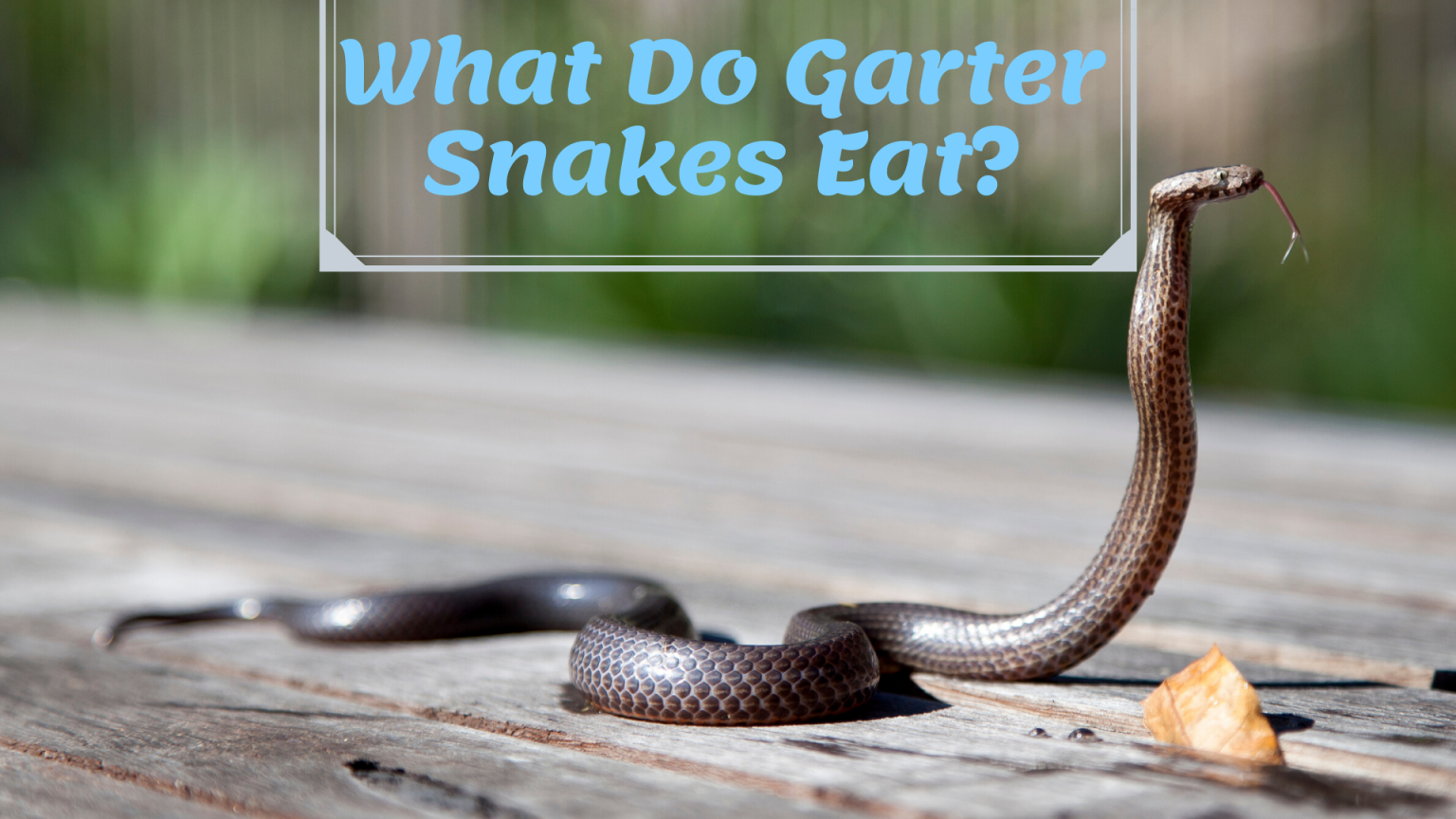 What Do Garter (Garden) Snakes Eat? - Science Trends