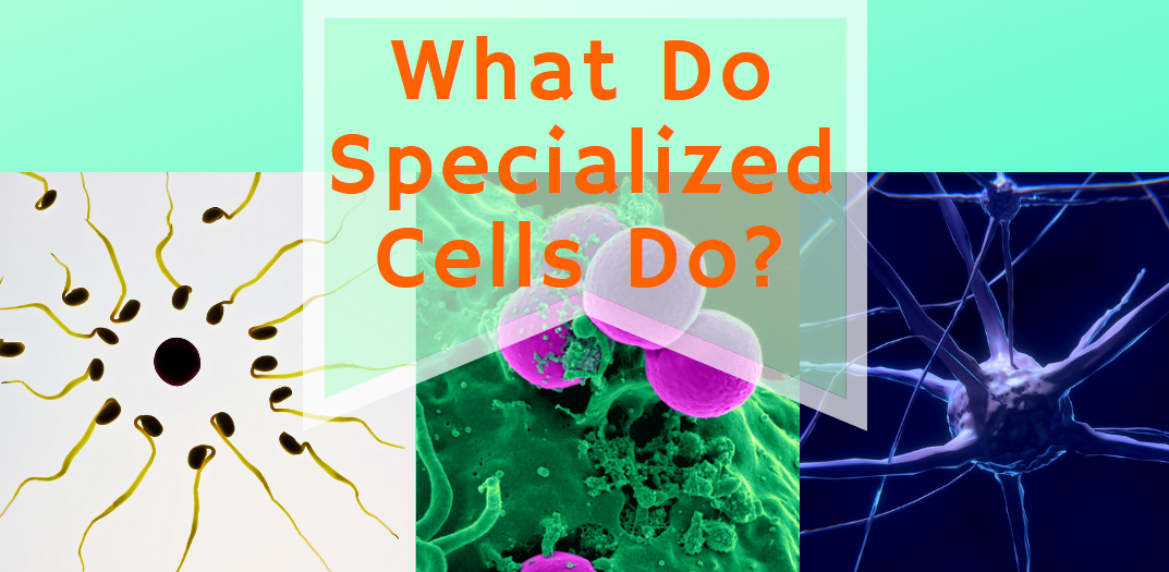 specialised-cells-their-function-science-trends