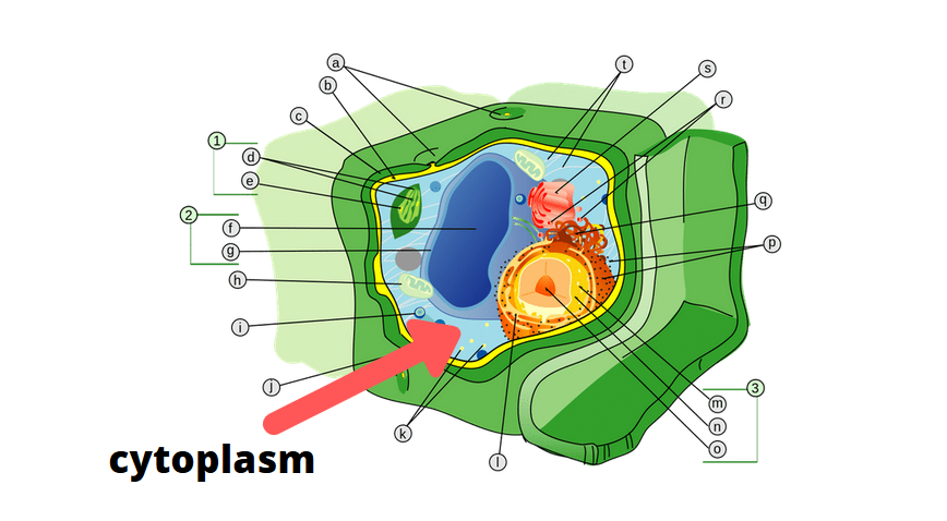 Cytoplasm Plant Cell Diagram