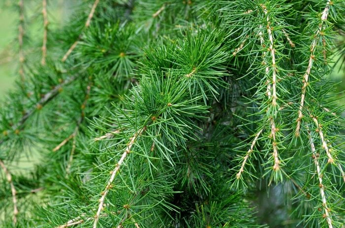 Redwood Vs Cedar >> Types Of Cedar Trees: Eastern Red Vs. Western Red ... Redwood Vs Cedar >> Types Of Cedar Trees: Eastern Red Vs. Western Red ...
