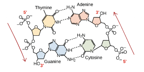 nucleosides-vs-nucleotides-science-trends