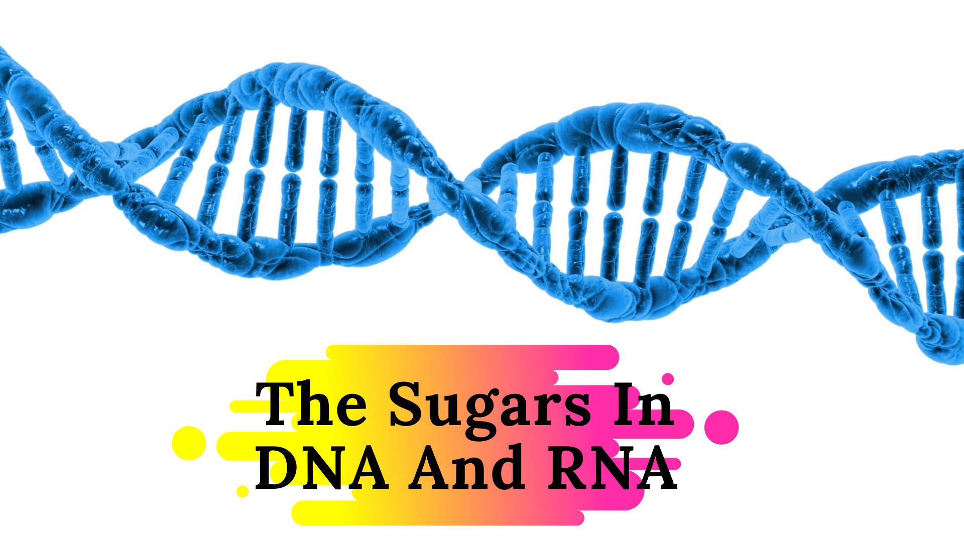 What Sugar Is Found In RNA And DNA? Science Trends