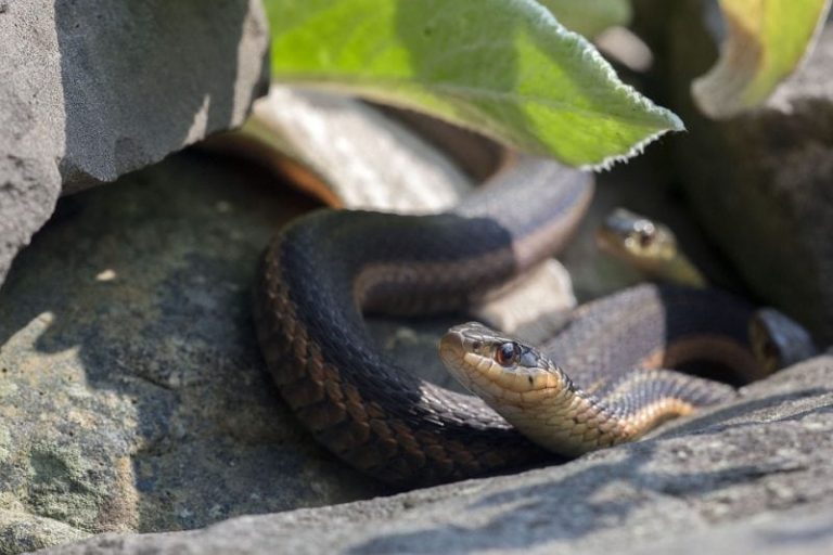 What Do Garter (Garden) Snakes Eat? - Science Trends