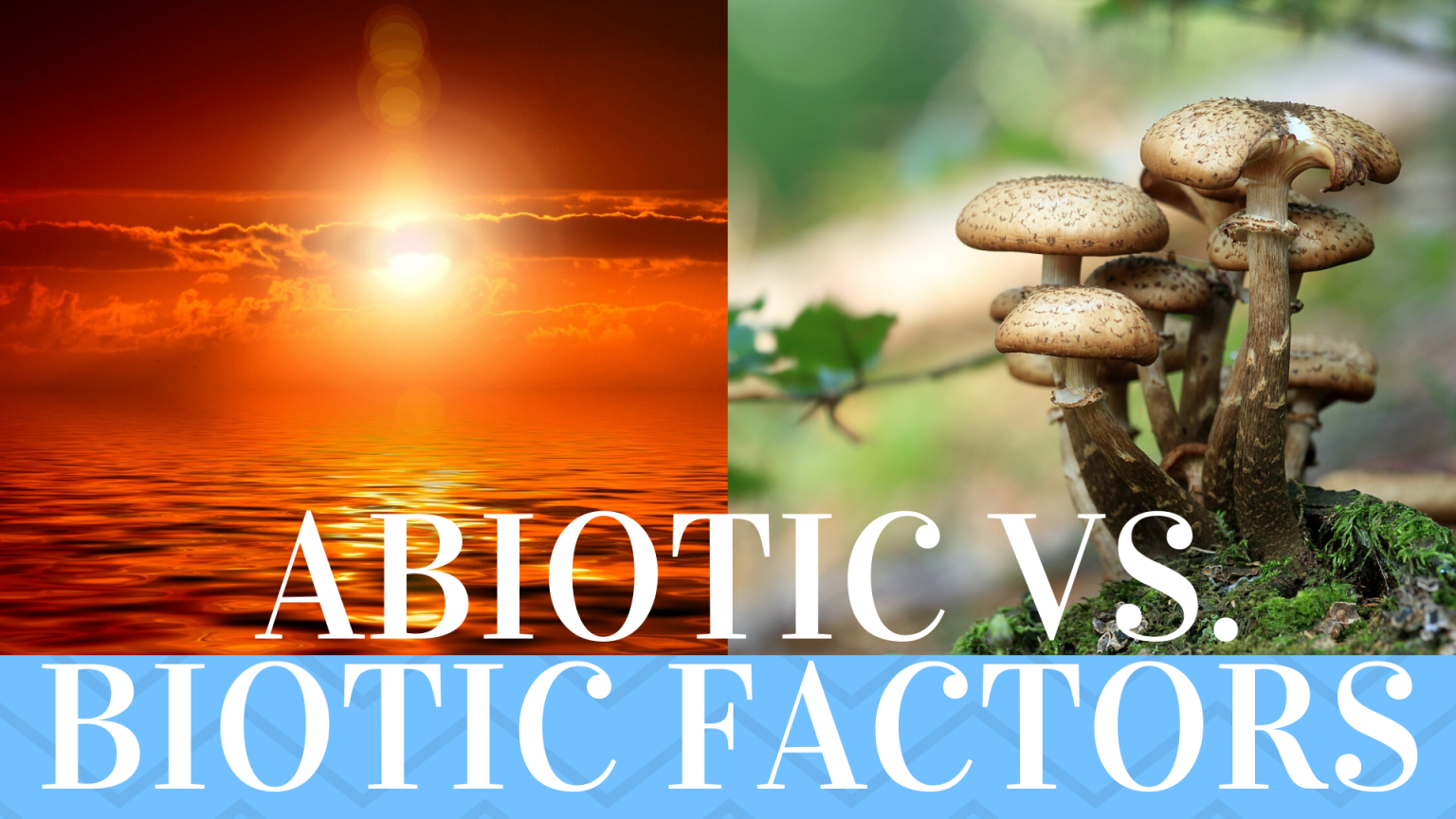 Abiotic And Biotic Factors Components Science Trends 8678
