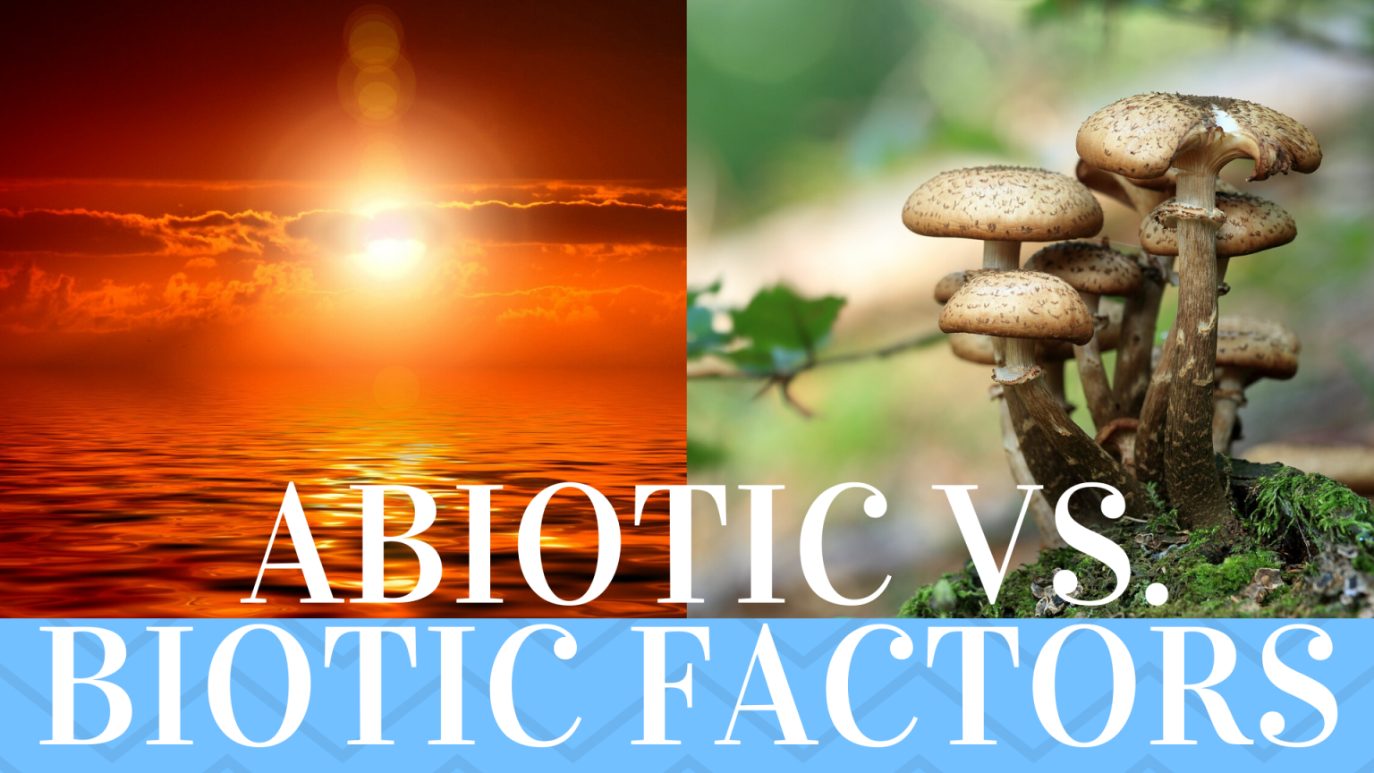 abiotic-and-biotic-factors-components-science-trends