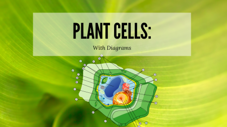 Plant Cell Diagram | Science Trends