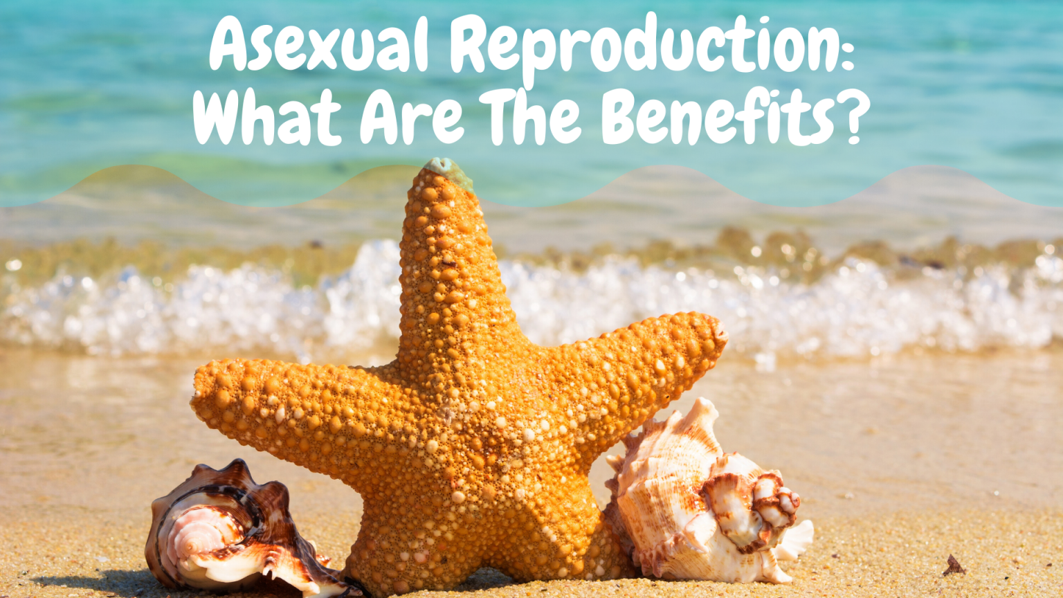 The Advantages Of Asexual Reproduction Science Trends