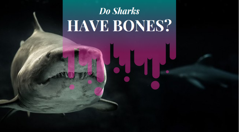 Do Sharks Have Bones? - Science Trends