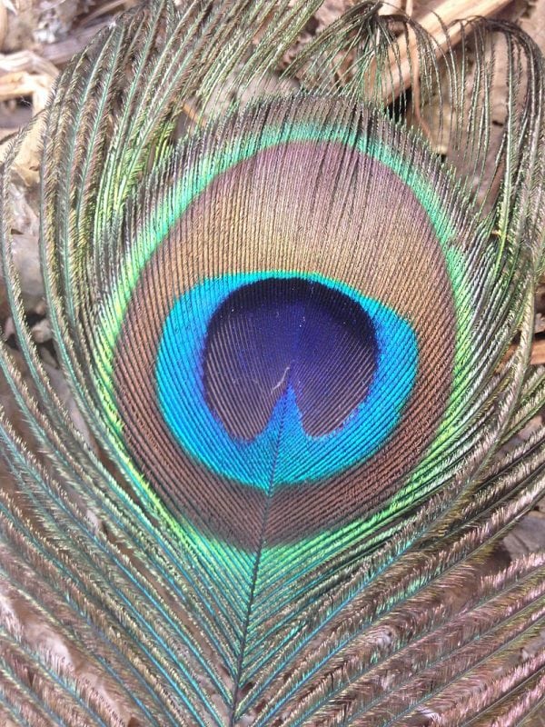 Peacock Colors And Feathers Science Trends